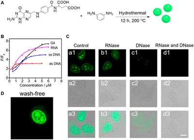 Lighting up Individual Organelles With Fluorescent Carbon Dots